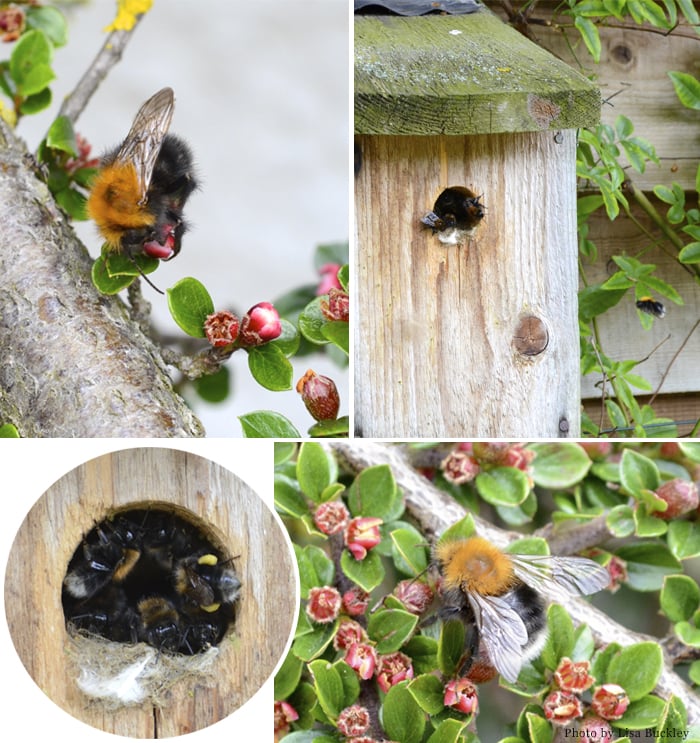 Our London: Wildlife Reports From Suffolk - A New Tree Bee Colony - Stephen Einhorn