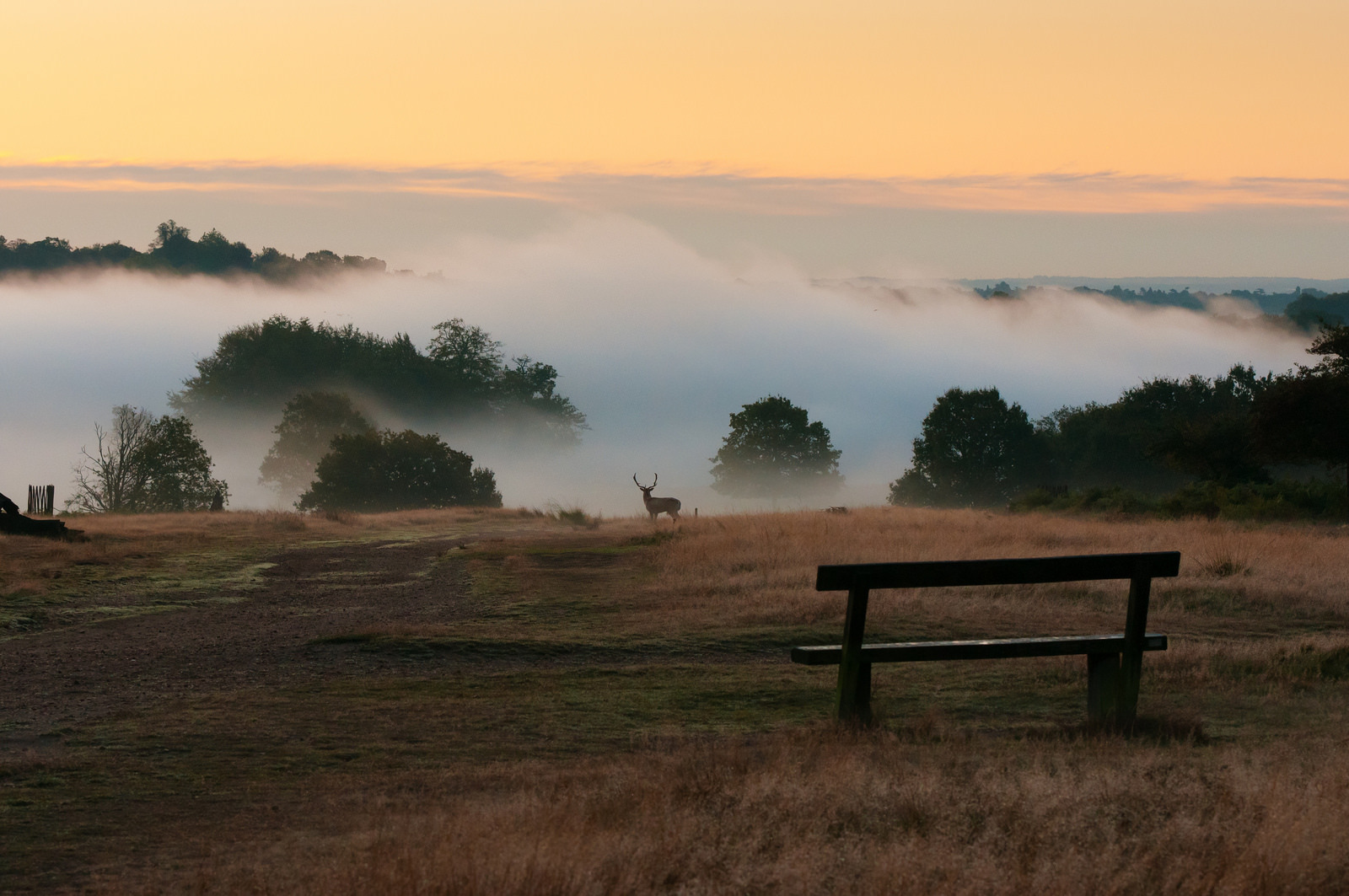 Richmond Park In Time Out By Niall O’Laoire